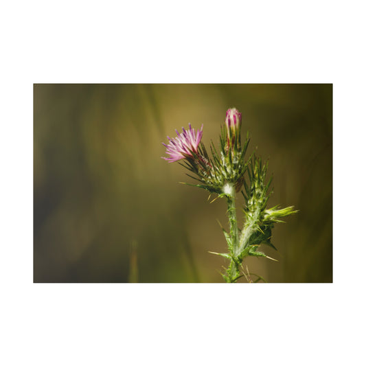 Solitary Thistle's Promise - Canvas