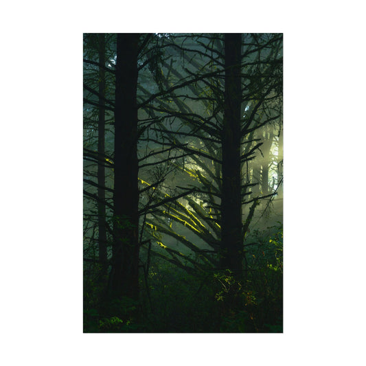 Forest Tapestry of Light and Shadow - Poster