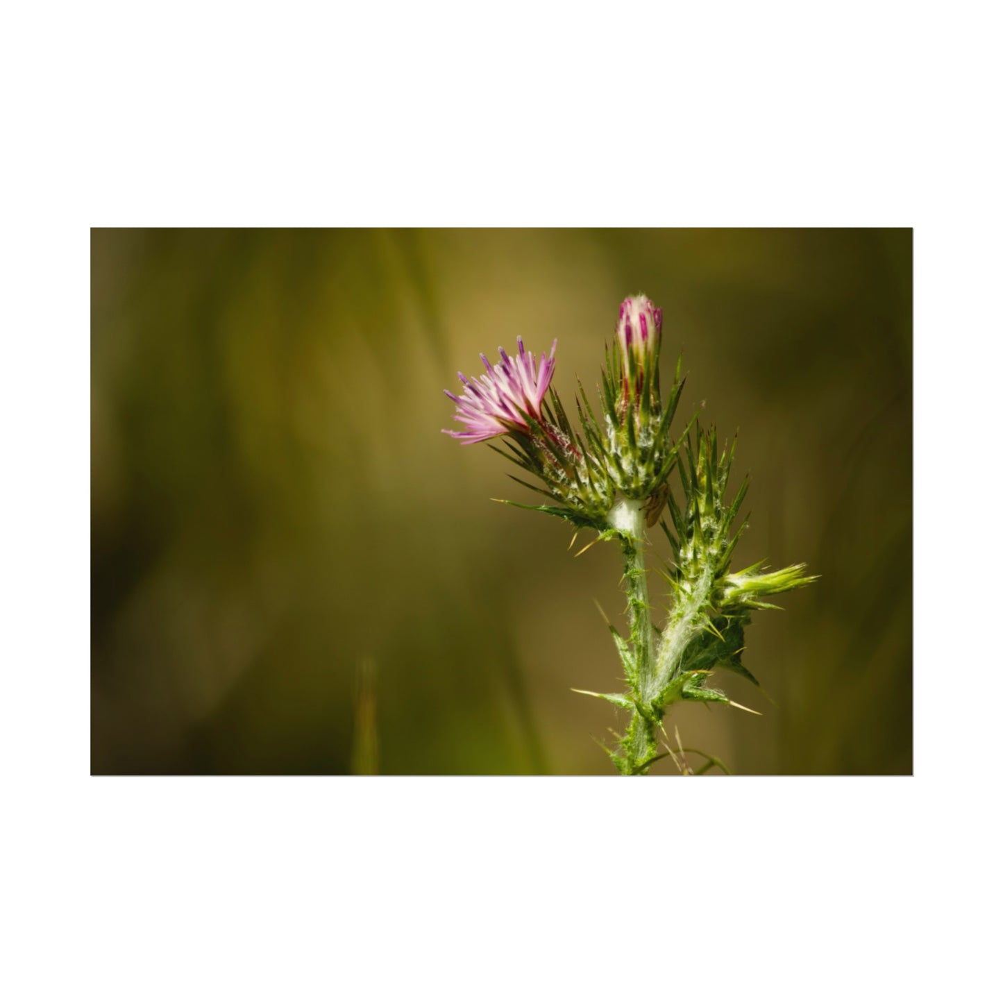 Solitary Thistle's Promise - Poster