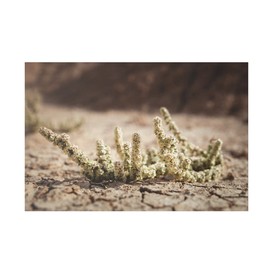 Resilient Life in the Badlands - Canvas